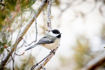 Picture of COLORADO-FT COLLINS BLACK-CAPPED CHICKADEE 