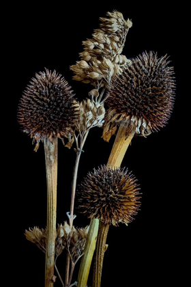 Picture of COLORADO-FT COLLINS MIXED DRIED CONEFLOWERS 
