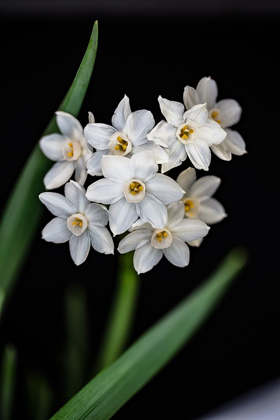 Picture of COLORADO-FT COLLINS PAPERWHITE FLOWER AND STEMS 