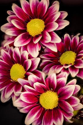 Picture of COLORADO-FT COLLINS DAISIES CLOSE-UP 