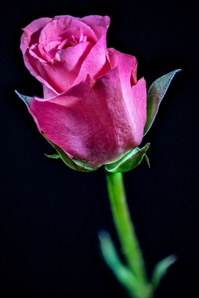 Picture of COLORADO-FT COLLINS ROSE FLOWER CLOSE-UP 