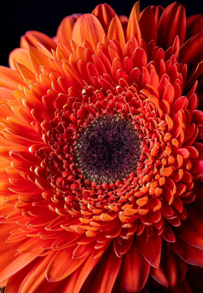 Picture of COLORADO-FT COLLINS ORANGE GERBERA DAISY 