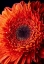 Picture of COLORADO-FT COLLINS ORANGE GERBERA DAISY 