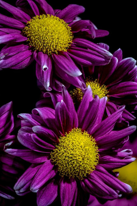 Picture of COLORADO-FT COLLINS DAISIES CLOSE-UP 