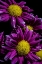 Picture of COLORADO-FT COLLINS DAISIES CLOSE-UP 