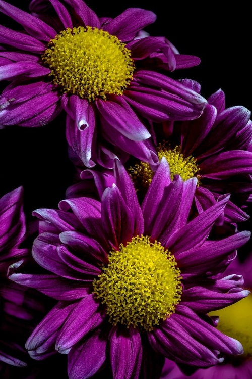 Picture of COLORADO-FT COLLINS DAISIES CLOSE-UP 