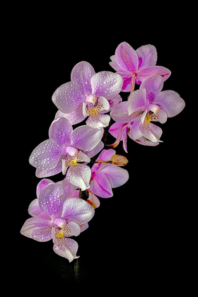 Picture of COLORADO-FT COLLINS WET PHALAENOPSIS ORCHIDS 