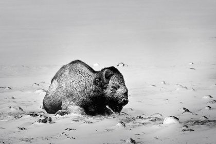 Picture of COLORADO BISON LIES ON SNOW-COVERED MOUNTAIN PASTURE 