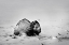 Picture of COLORADO BISON LIES ON SNOW-COVERED MOUNTAIN PASTURE 