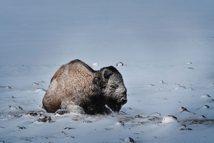 Picture of COLORADO BISON LIES ON SNOW-COVERED MOUNTAIN PASTURE 