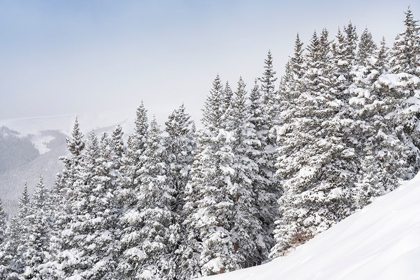 Picture of COLORADO FRESH SNOW ON SPRUCE TREES 