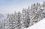 Picture of COLORADO FRESH SNOW ON SPRUCE TREES 