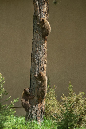 Picture of COLORADO-WOODLAND PARK BLACK BEAR CUBS CLIMBING TREE 