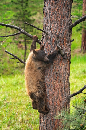 Picture of COLORADO-PIKE NATIONAL FOREST BLACK BEAR SUBADULT DESCENDS TREE 