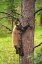Picture of COLORADO-PIKE NATIONAL FOREST BLACK BEAR SUBADULT DESCENDS TREE 