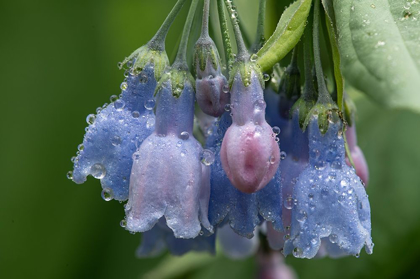 Picture of COLORADO-STONY PASS RAINDROPS ON BLUEBELL FLOWERS 