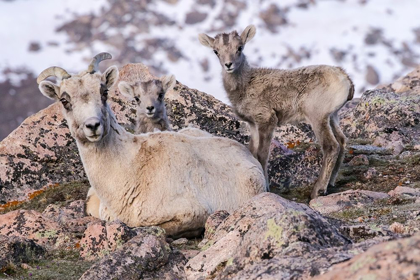 Picture of COLORADO-MT EVANS ROCKY MOUNTAIN BIGHORN SHEEP EWE AND LAMB RESTING 