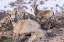 Picture of COLORADO-MT EVANS ROCKY MOUNTAIN BIGHORN SHEEP EWE AND LAMB RESTING 