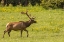 Picture of COLORADO-ROCKY MOUNTAIN NATIONAL PARK BULL ELK IN FIELD 