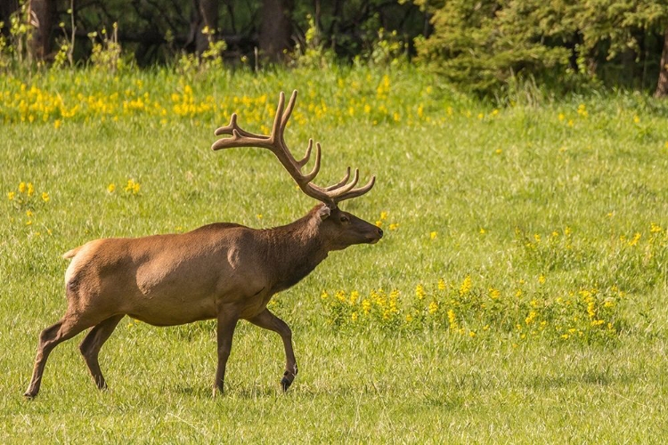 Picture of COLORADO-ROCKY MOUNTAIN NATIONAL PARK BULL ELK IN FIELD 