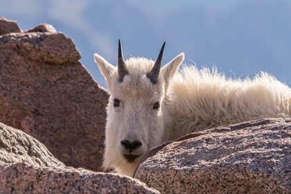Picture of COLORADO-MT EVANS YOUNG MOUNTAIN GOAT AND ROCKS 