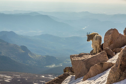 Picture of COLORADO-MT EVANS MOUNTAIN GOAT ON ROCKY OVERLOOK 