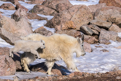 Picture of COLORADO-MT EVANS MOUNTAIN GOAT NANNY AND JUMPING KID 