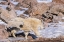 Picture of COLORADO-MT EVANS MOUNTAIN GOAT NANNY AND JUMPING KID 