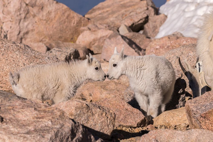 Picture of COLORADO-MT EVANS MOUNTAIN GOAT KIDS GREETING 