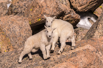 Picture of COLORADO-MT EVANS YOUNG MOUNTAIN GOATS ON ROCKS 