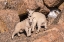 Picture of COLORADO-MT EVANS YOUNG MOUNTAIN GOATS ON ROCKS 