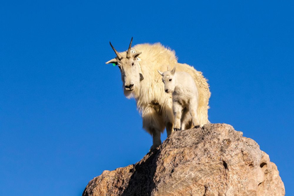 Picture of COLORADO-MT EVANS MOUNTAIN GOAT NANNY AND KIT ATOP ROCK 