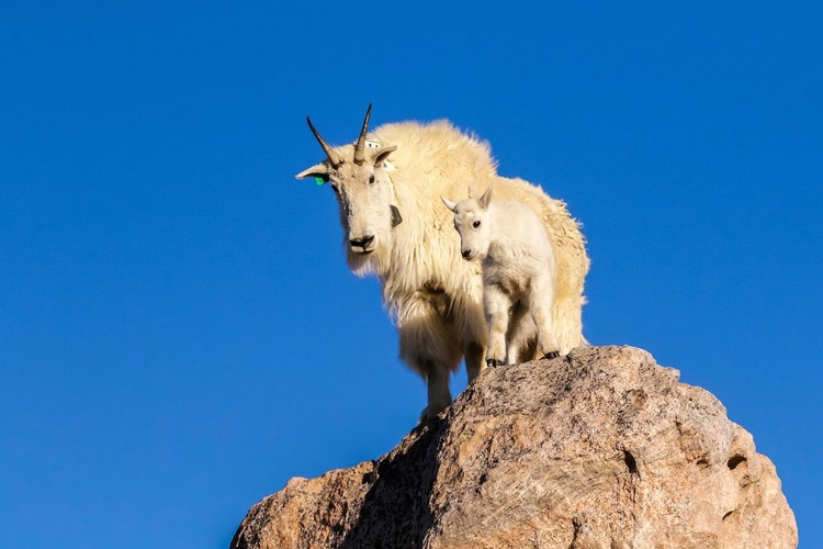 Picture of COLORADO-MT EVANS MOUNTAIN GOAT NANNY AND KIT ATOP ROCK 