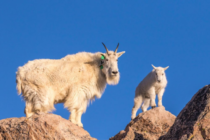 Picture of COLORADO-MT EVANS MOUNTAIN GOAT NANNY AND KID ATOP ROCK 