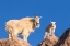 Picture of COLORADO-MT EVANS MOUNTAIN GOAT NANNY AND KID ATOP ROCK 