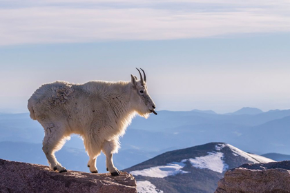 Picture of COLORADO-MT EVANS MOUNTAIN GOAT STICKING OUT ITS TONGUE ATOP ROCK 