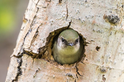 Picture of COLORADO-ROCK MOUNTAIN NATIONAL PARK VIOLET-GREEN SWALLOW AT NEST HOLE IN TREE 