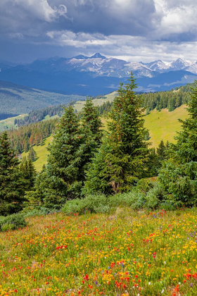 Picture of COLORADO-SHRINE PASS-VAIL FLOWERY LANDSCAPE IN SUMMER