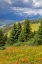 Picture of COLORADO-SHRINE PASS-VAIL FLOWERY LANDSCAPE IN SUMMER