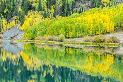 Picture of COLORADO-GUNNISON NATIONAL FOREST FOREST REFLECTIONS IN LAKE 