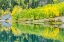 Picture of COLORADO-GUNNISON NATIONAL FOREST FOREST REFLECTIONS IN LAKE 