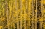Picture of COLORADO-GUNNISON NATIONAL FOREST ASPEN FOREST IN AUTUMN 