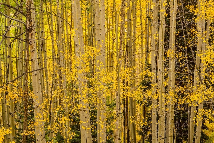 Picture of COLORADO-GUNNISON NATIONAL FOREST ASPEN FOREST IN AUTUMN 