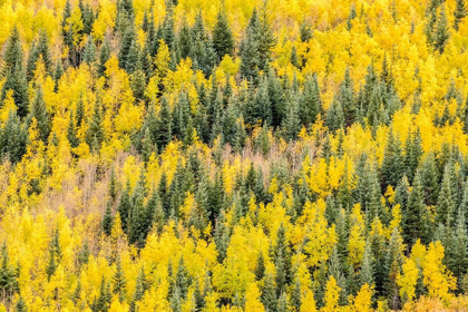 Picture of COLORADO-GUNNISON NATIONAL FOREST ASPEN FOREST IN AUTUMN 