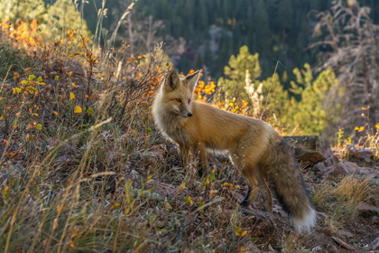 Picture of COLORADO-GUNNISON NATIONAL FOREST RED FOX AND SCENIC 