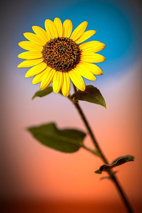 Picture of COLORADO-FORT COLLINS WILD SUNFLOWER CLOSE-UP 