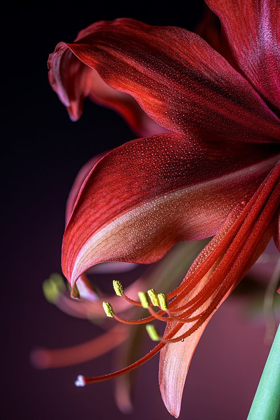 Picture of COLORADO-FORT COLLINS BOGOTA AMARYLLIS FLOWER CLOSE-UP 