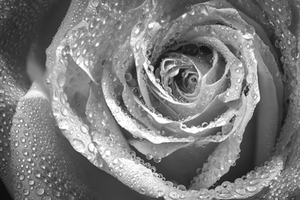 Picture of COLORADO-FORT COLLINS BLACK AND WHITE OF ROSE CLOSE-UP 
