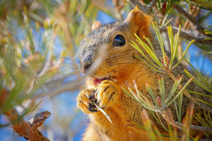 Picture of COLORADO-FORT COLLINS FOX SQUIRREL EATING PINE CONE 