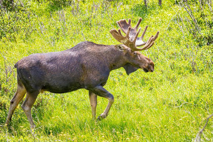 Picture of COLORADO-CAMERON PASS BULL MOOSE IN MEADOW 